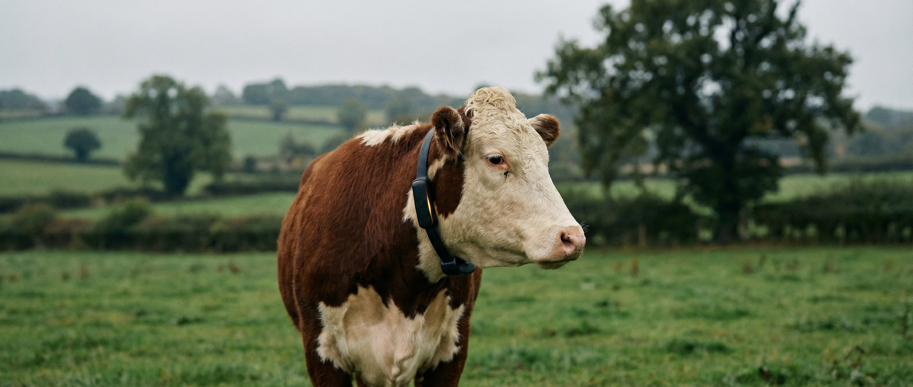 Peter Thiel Just Bet $2 Billion on AI Cow Collars. They're Coming to the UK.